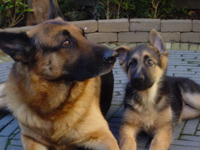 de 4 MAANDEN OUDE SEM MET ZIJN GROTE VRIEND ODIN