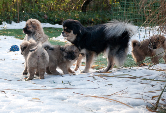 27 december 2009, Tommy (rechts) met moeder in de sneeuw aan het spelen!