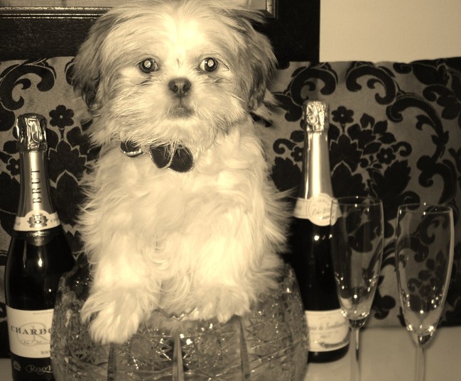 VOOR ALLE DIEREN (HONDEN)LIEFHEBBERS ..........!

EEN GEWELDIG 2010   VAN MONTIE EN MIJ !!!!