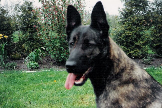 sasja,onze eerste hond een pracht beest