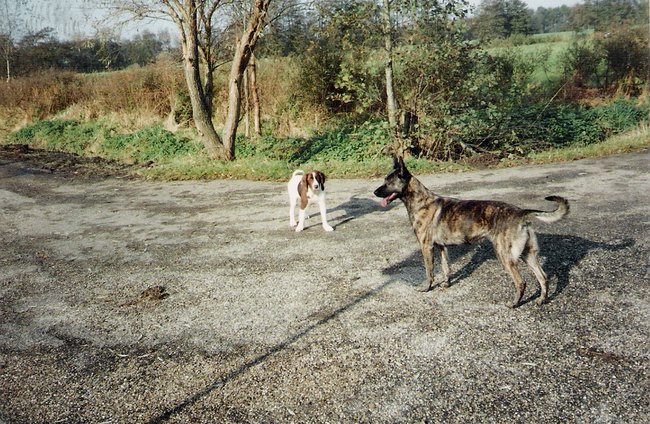  sasja en wanda(de hond van mijn ouders(rip)