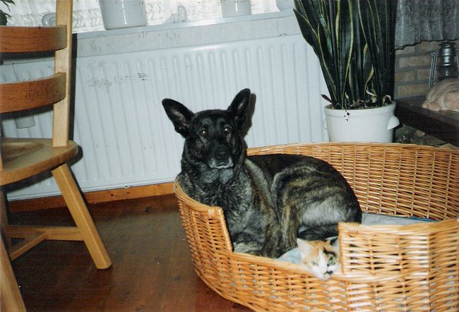 sasja onze vorige hond met indy (nu 16 als kitten)bij haar in de mand