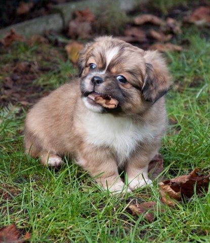 Laatste foto bij de fokker. Morgen gaan we Tommy ophalen! :D