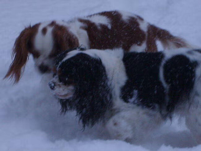 Wij hebben altijd erg gezellig samen en zeker in de sneeuw! Isha en Suzy