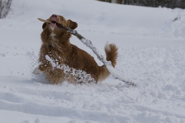 mooie grote tak gevonden, verstopt onder zo'n 30 cm sneeuw!!! Knap van mij he!?
www.infoleo.nl