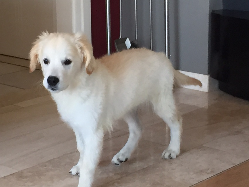 Nikey onze golden retriever van 4 maanden