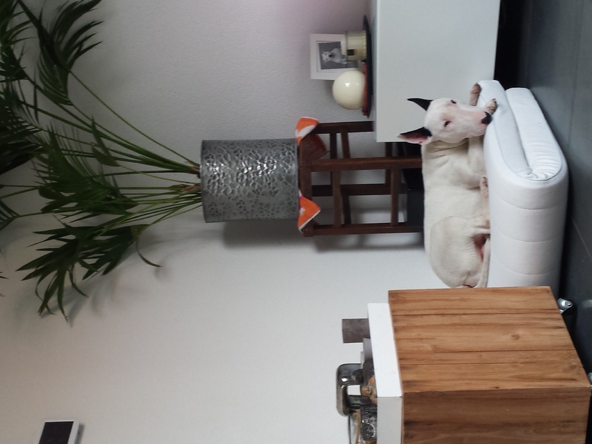 Finn bij de urn en foto van Balou ?