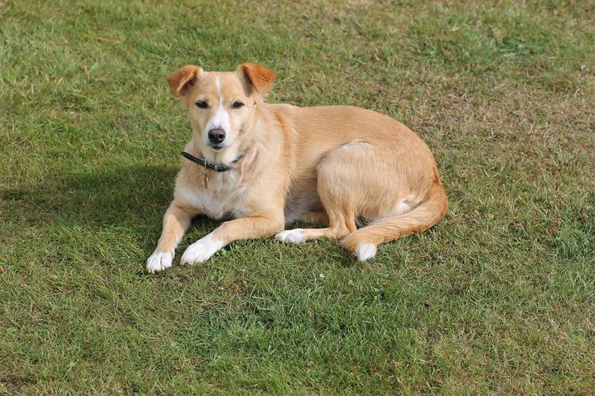 Lisa ligt hier in de tuin bij de caravan het is een echte zonaanbidster het was de eerste keer dat ze mee kon ze is in juli 2015 bij ons gekomen