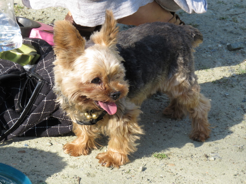 Dit is Pilouke, mijn oudste, kleinste & 