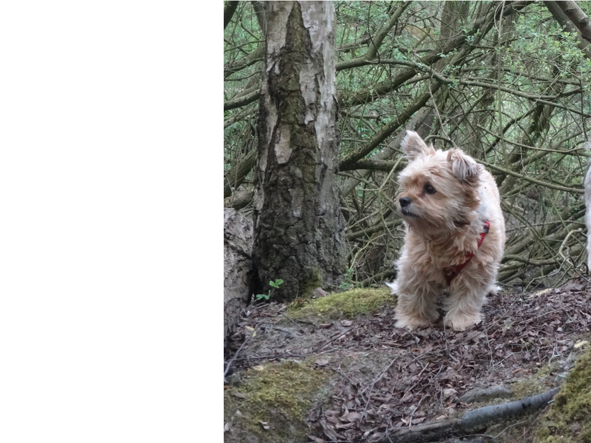 Maaike (Maya=godin vd lente) Ze zou net 11 worden in 01/2016, maar ik verloor haar op slechts 10 dagen tijd aan Keto-acidose op 28.11.2015, juist 2 maanden vóór haar verjaardag. Altijd toegewijde mama van Babbe gebleven, 
