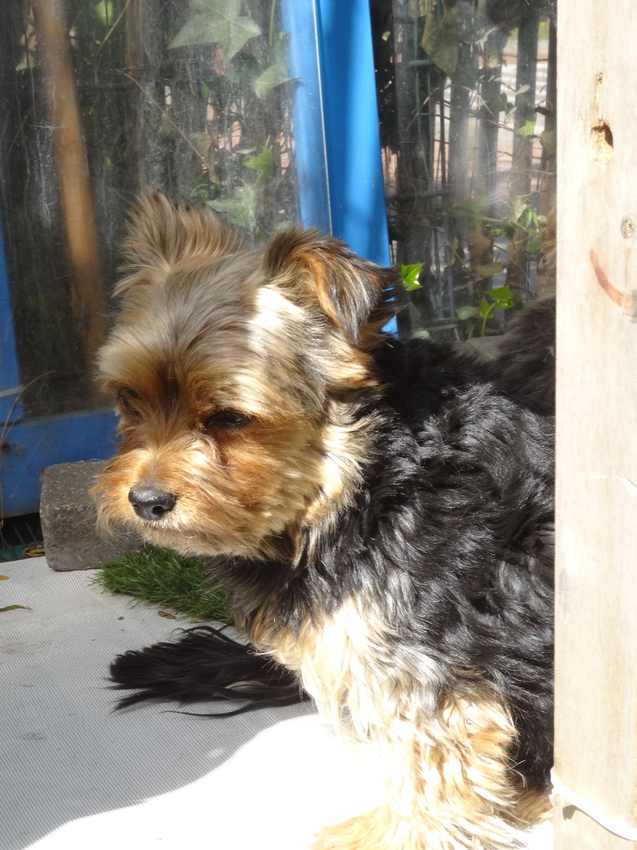 Babbeke/Babtje (v. Malle Babbe) Zij wordt 10 in mei en is HET mamaskindje in huis. Doch treurt ze nog steeds om Maaike en is hierdoor NOG aanhankelijker naar mij toe. Genre hondje die verkiest om na dood van 't vrouwke, ook te sterven op het graf. Maaike 