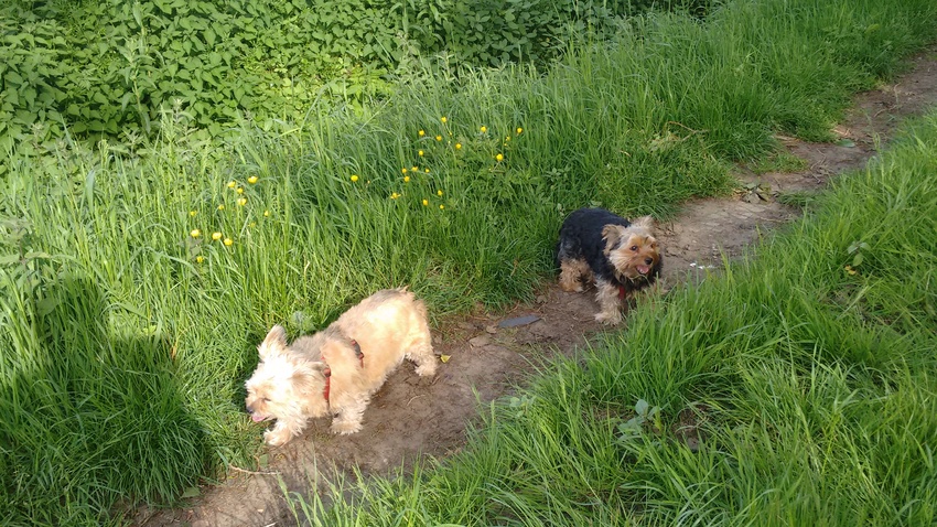 Moeke Maaike en haar tot op het laatste, teerbeminde dochtertje, Babbeke. Nooit of te nimmer hadden die twee ruzie... Steeds weer bleef Maaike haar dochters'oortjes proper likken. Een diep-warm moment om te aanschouwen...