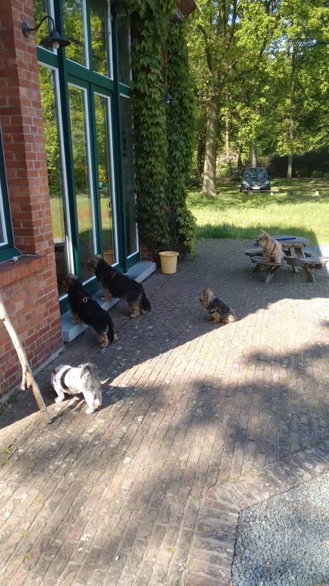 (volgende foto moest eigenlijk vóór deze staan !)... maar ze  wachtte daar niet alleen natuurlijk ! Mijn (toen) vijf poptjes in een identieke modus !