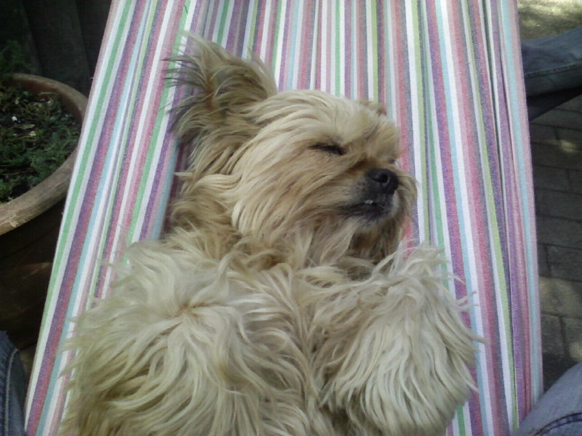 Maaike was ALTIJD in een soort ZEN-modus : beheerst, rustig, nooit gestressd of gehaast en de enige van de 4 die met gerust hart ongelijnd mocht meelopen op straat. En genieten dat zij kon ! Hier in de wiegende hangmat op een warme zomernamiddag.