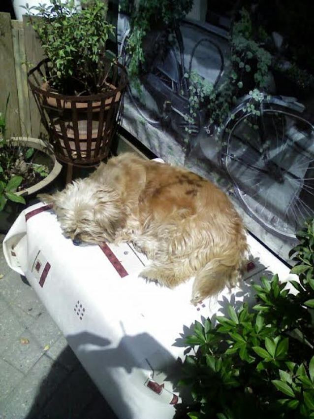 Als ik Maaike zo in de hitte van de zon zag genieten, zong ik voor haar 