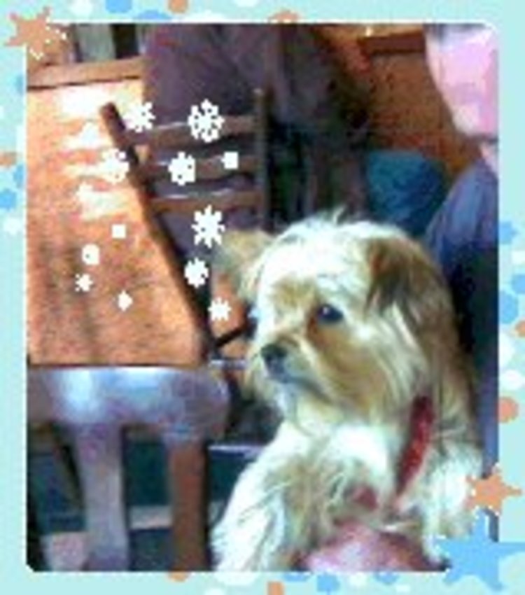 Toen nog een héél jong en super aanhankelijk poppemieke !