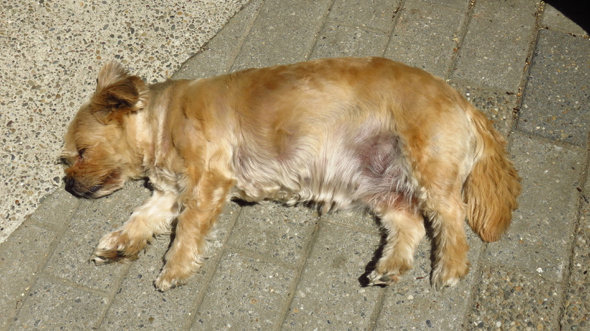 Nog een moeilijke foto... Hier kan ik immers nog zien wat een 