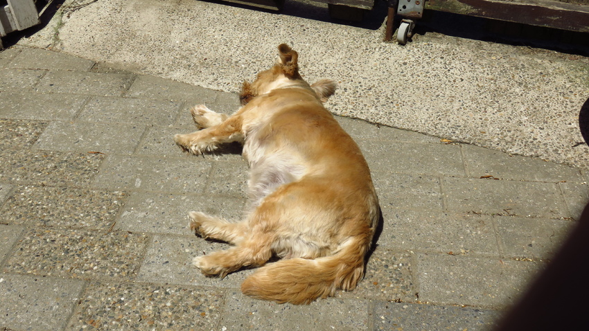 Wrede foto... het lijkt alsof Maaike hier al dood ligt. Maar toen lag ze nog lekker te genieten van het zonnetje.