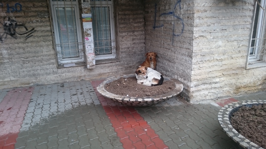 Eerste twee zwerfhondjes