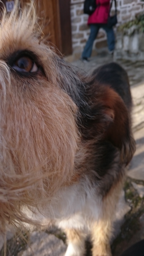 Straathond bij het hotel