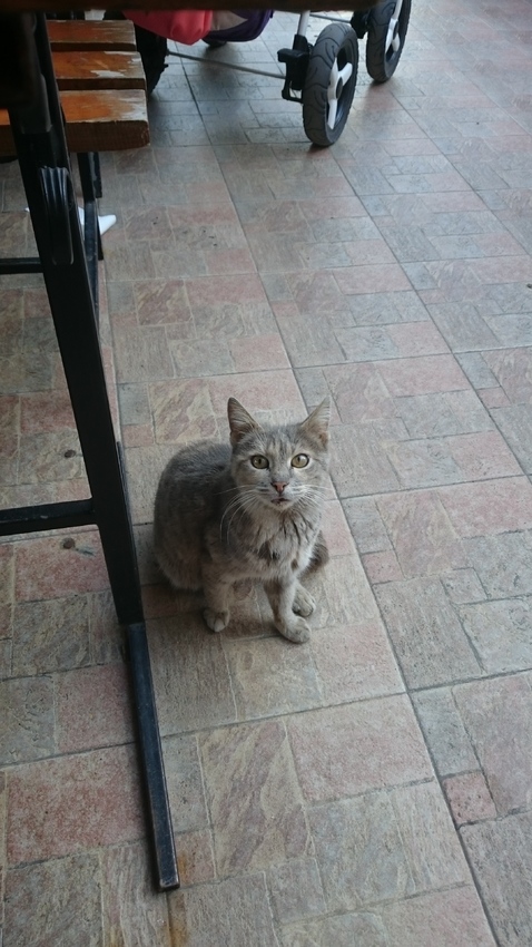 Beste vriend tijdens de lunch