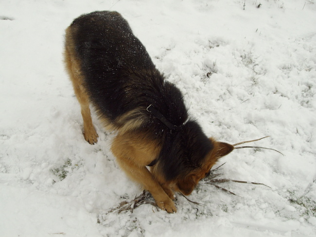 Rosie heeft het reuze naar d'r zin in de sneeuw...