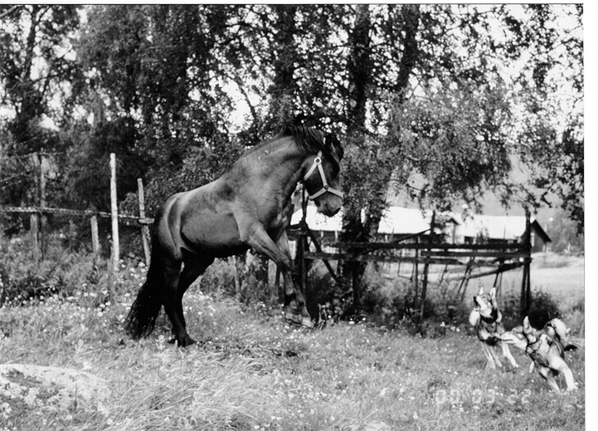 de fokker Erik Arvidsson trainde z'n honden thuis met paarden