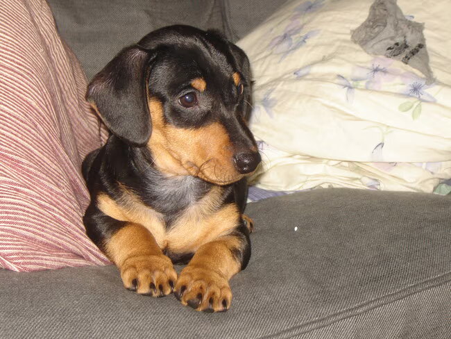 Hoi mijn naam is Dombo. Ben een teckelpup. Mijn baasje heeft mij…