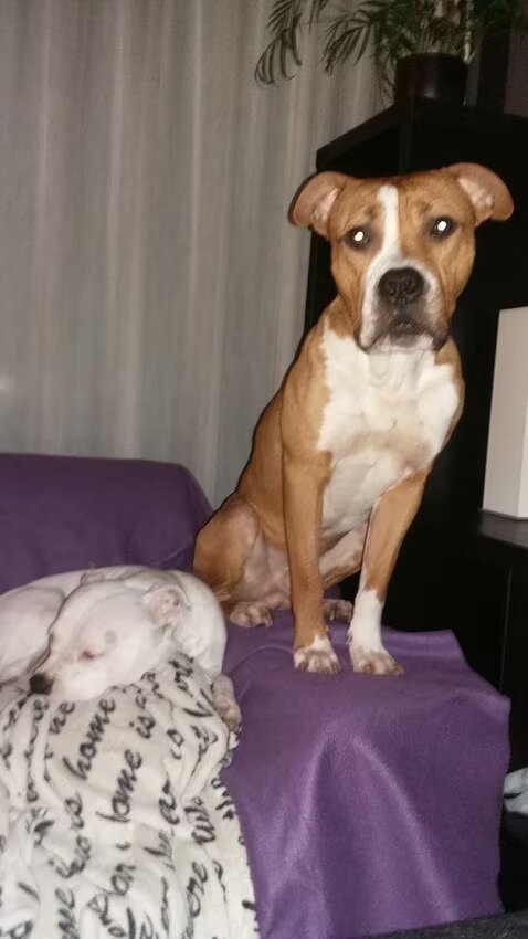 Foto van Jeroen & Lola