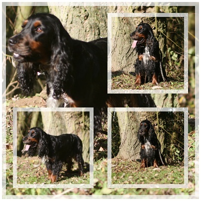 Engelse Cocker Spaniel Bazil