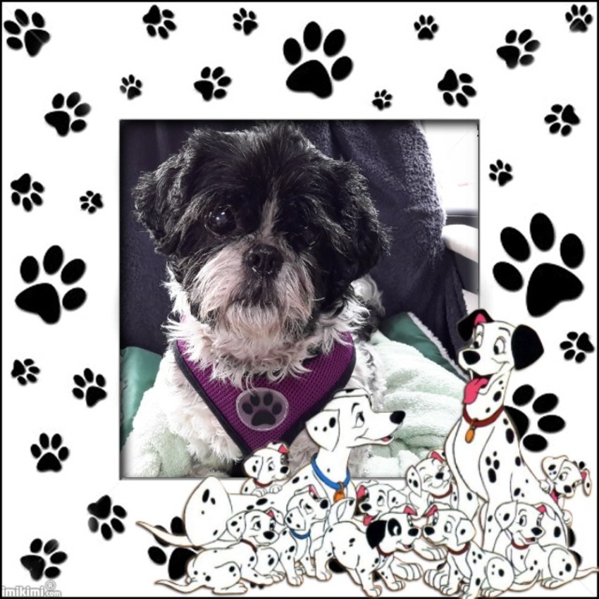 Noortje en haar wit/zwarte vriendjes!