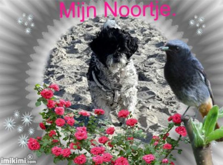 Noortje het roosje!