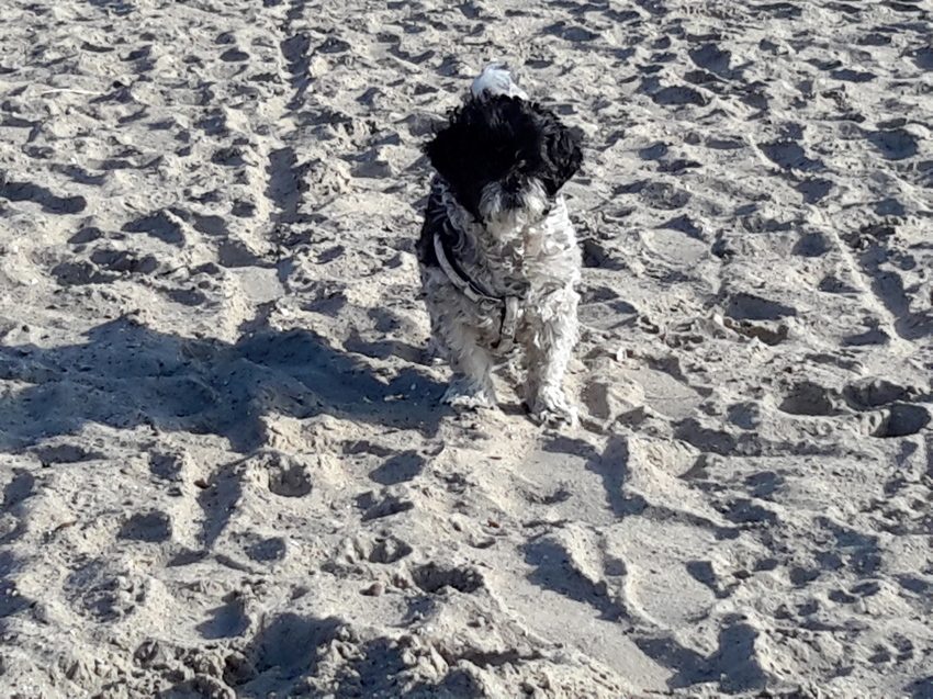 Strandwandeling Cadzand!