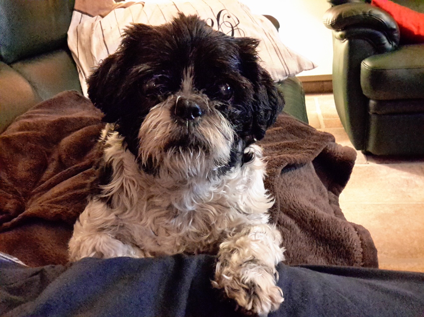 Even poseren op het been van baasje!