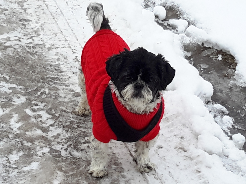 Nora in de sneeuw 2016!