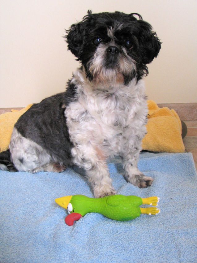 Mijn eerste foto bij mijn nieuwe baasjes in 2011! 