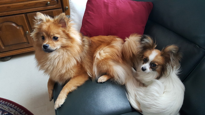 De eerste dag samen in de zetel. Heel enthousiast zijn we niet.. 