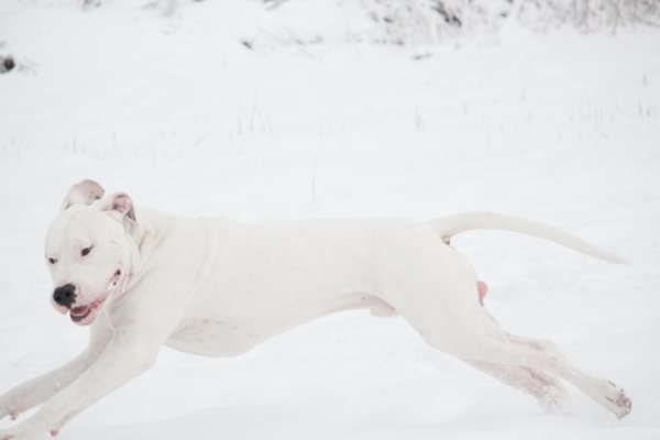 Luckey shot tijdens het spelen in de sneeuw! 