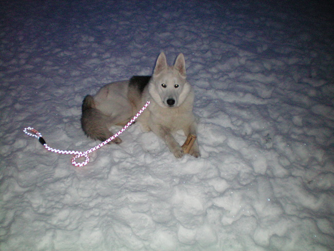 Ozzy wil het liefst de hele dag in de sneeuw liggen