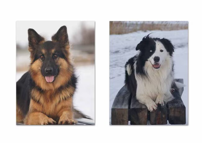 Onze 2 kanjers. Britt is een Oudduitse herdershond, links op de foto…