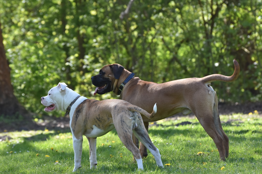 Kenzo hier met nieuwe speelkameraad op speelveld (bullmastiff 9 mnd)