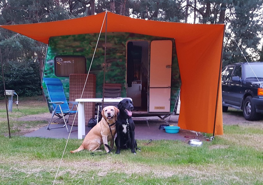 Hondenhek voor op camping |
