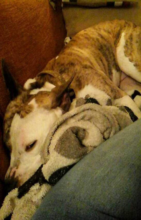 Foto van Huize Onyx  (Amber ( Rip ) Boomer ( Rip)