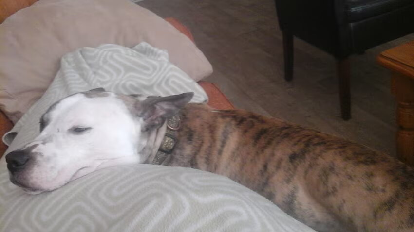 Foto van Huize Onyx  (Amber ( Rip ) Boomer ( Rip)