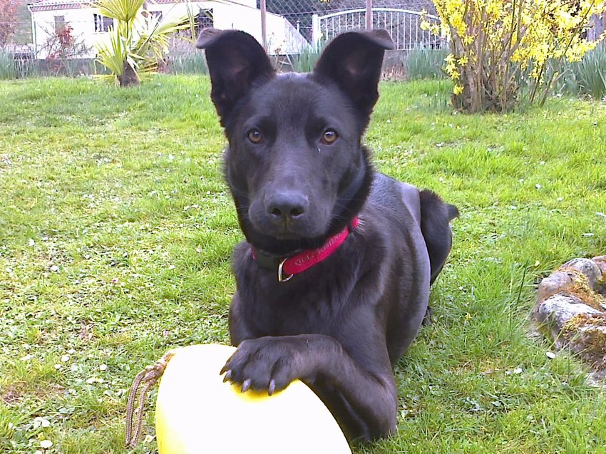 Mijn nieuwe Speelbal, niet stuk te krijgen !
