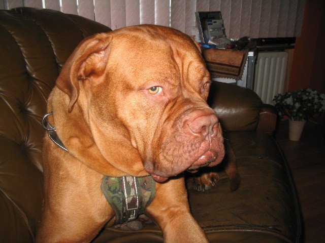 Op deze foto is Rocky al groot
Wat gaat het hard he 