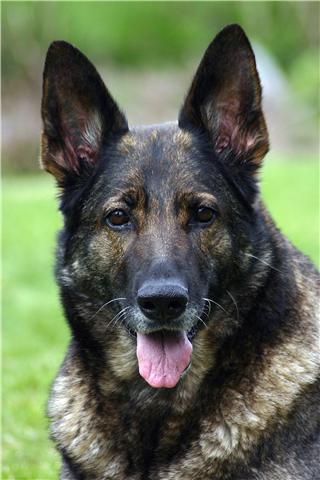 Dit is Zyra. Haar noem ik al 10 jaar Saartje en ze is de stammoeder van mijn kennel.
Saartje heeft VH3 SCHh3 IPO2 en Kkl 2.

Saar is een vrolijke tante die zeer graag werkt. Ze is nu bijna 10 jaar maar nog steeds de alphahond in huis.