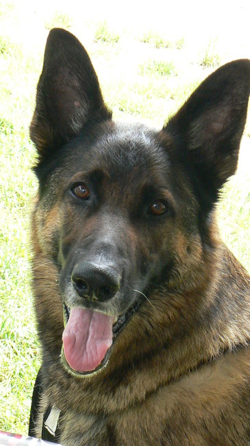 Dit is Atlas. Atlas is 6 jaar en de enigste ex reu hier thuis.
Atlas is een autist, een echte.
Maar hij is sociaal en zorgt goed voor zijn meiden en mij.