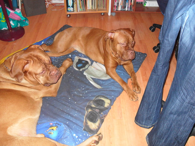 Op deze foto ligt Rocky met zijn vriendinnetje