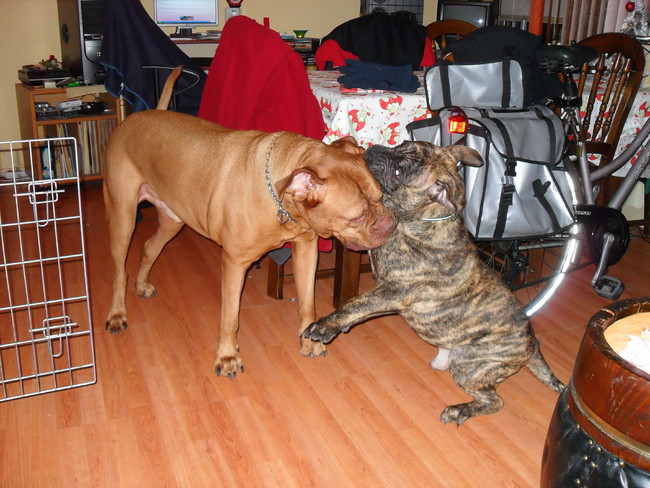 Hier is Rocky aan het spelen met zijn vriendje Dibo een pup van negen maanden